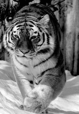 Téléchargez les photos : Un tigre marchant dans la neige en noir et blanc - en image libre de droit