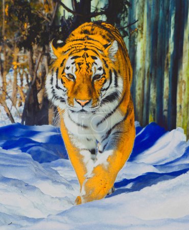 Photo for A tiger walking through the snow in a forest - Royalty Free Image