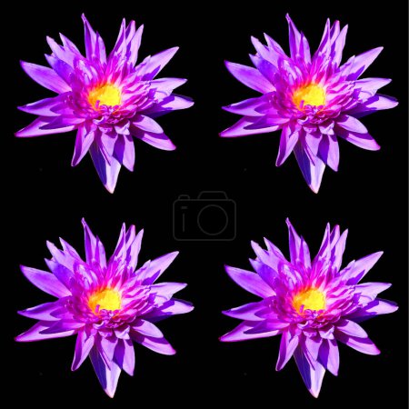 Téléchargez les photos : Quatre fleurs violettes sur fond noir - en image libre de droit