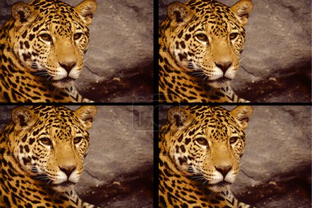 Foto de Collage de un jaguar con un fondo de piedra - Imagen libre de derechos