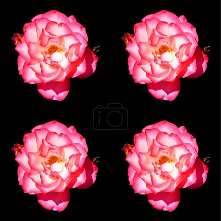 Foto de Rosas rosadas sobre fondo negro - Imagen libre de derechos