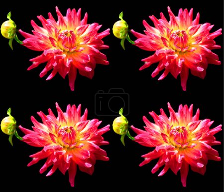 Photo for A bunch of red flowers with yellow buds - Royalty Free Image