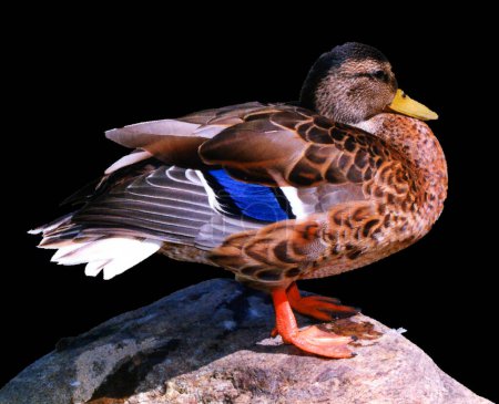 Photo for Female mallard or wild duck (Anas platyrhynchos) is a dabbling duck that breeds throughout the temperate and subtropical Americas, Eurasia, and North Africa - Royalty Free Image