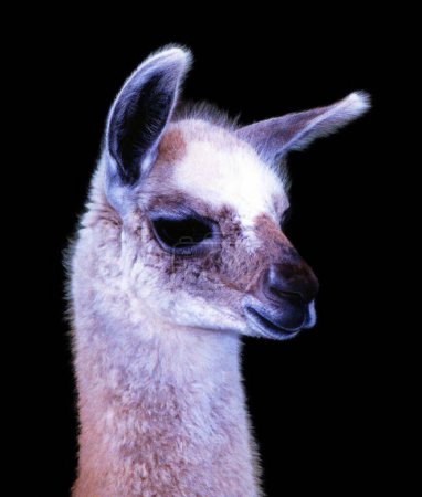 Téléchargez les photos : L'alpaga est une espèce de camélidés d'Amérique du Sud. Il ressemble à un petit lama en apparence. Les alpagas sont gardés dans des troupeaux qui paissent sur les hauteurs de niveau des Andes du sud du Pérou - en image libre de droit