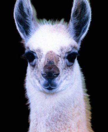 Foto de Alpaca es una especie de camélido sudamericano. Se asemeja a una pequeña llama en apariencia. Las alpacas se mantienen en rebaños que pastan en las alturas de los Andes del sur de Perú - Imagen libre de derechos