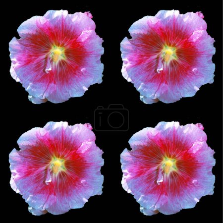 Photo for Four purple flowers on black background - Royalty Free Image
