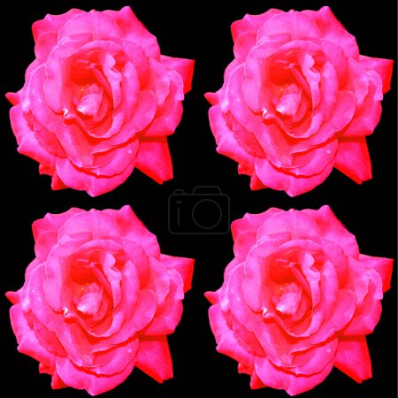 Foto de Patrón rosa flores en un fondo negro - Imagen libre de derechos