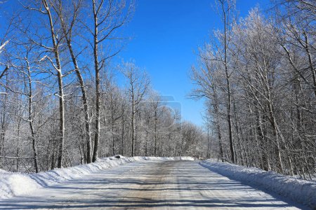 Téléchargez les photos : Route d'hiver à travers la belle forêt pendant la journée ensoleillée - en image libre de droit