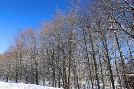 Foto de Hermoso paisaje de invierno durante el día soleado - Imagen libre de derechos