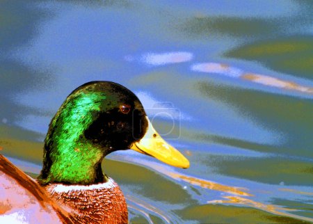 Photo for Male Mallard or wild duck on lake. Anas platyrhynchos - Royalty Free Image