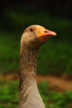 Photo for Domestic goose are domesticated grey geese (either greylag geese or swan geese) that are kept by humans as poultry for their meat, eggs and down feathers since ancient times. - Royalty Free Image