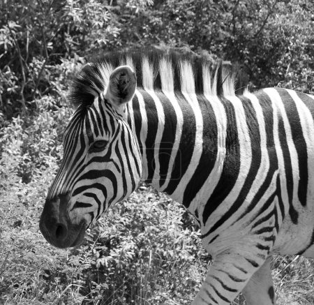 Téléchargez les photos : Zèbre dans le parc Hluhluwe-Imfolosi, Afrique du Sud. illustration - en image libre de droit