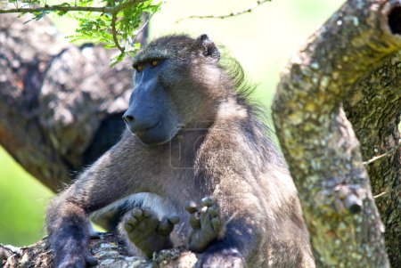 Photo for Baboons are African Old World monkeys belonging to the genus Papio, part of the subfamily Cercopithecinae.There are five species, which are some of the largest non-hominid members of the primate order - Royalty Free Image