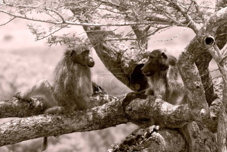 Hluhluwe imfolozi park, Les babouins sont des singes africains de l'Ancien Monde appartenant au genre Papio, faisant partie de la sous-famille des Cercopithécinae.