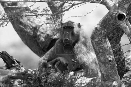 Téléchargez les photos : Hluhluwe imfolozi park, Les babouins sont des singes africains de l'Ancien Monde appartenant au genre Papio, faisant partie de la sous-famille des Cercopithécinae. - en image libre de droit