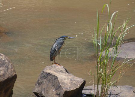 Foto de Hermoso Kingfisher sentado en la roca en el entorno natural - Imagen libre de derechos
