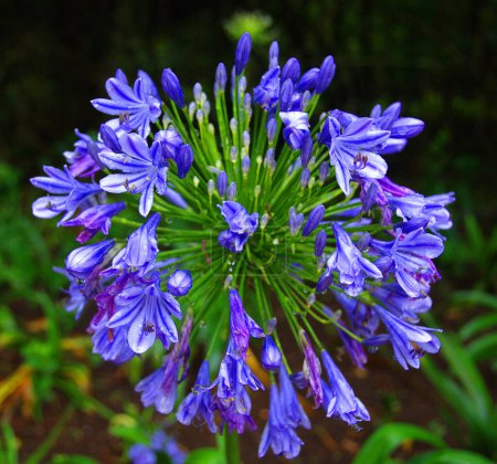 Téléchargez les photos : Gros plan de belles fleurs d'iris violet - en image libre de droit
