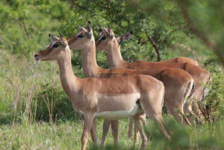 Téléchargez les photos : Impalas Hluhluwe imfolozi parc en Afrique du Sud - en image libre de droit