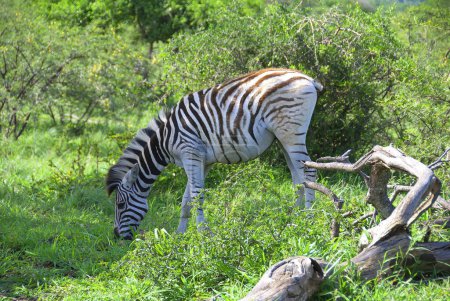 Photo for Burchell's zebra in natural habitat. wildlife animal - Royalty Free Image