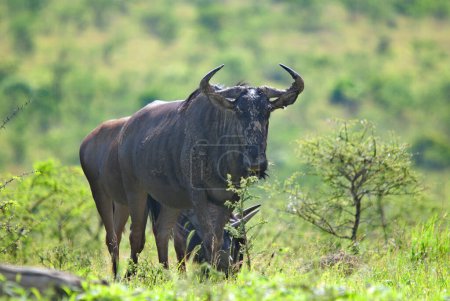 Téléchargez les photos : Wildebeest ou wildebai, également appelé le gnu est une antilope du genre Connochaetes. C'est un mammifère saboté (ongulé). - en image libre de droit