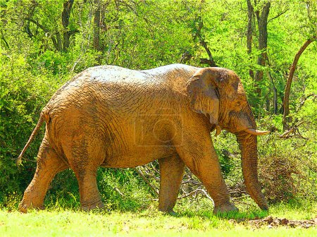 Téléchargez les photos : Parc Kruger en Afrique du Sud : L'éléphant d'Afrique, l'éléphant de brousse, est le plus grand animal terrestre vivant - en image libre de droit