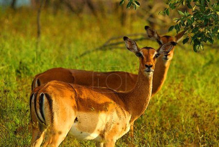 Photo for Kruger park South Africa, Impalas (Aepyceros melampus) is a medium-sized antelopes found in eastern and southern Africa - Royalty Free Image