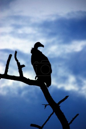 Foto de Silueta de buitre sentado en el árbol muerto - Imagen libre de derechos