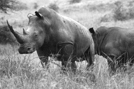 Téléchargez les photos : Rhinocéros en Afrique du Sud. Le rhinocéros blanc ou rhinocéros à lèvres carrées est la plus grande espèce existante de rhinocéros - en image libre de droit