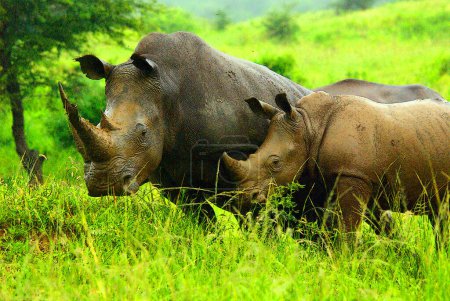 Rinocerontes en Sudáfrica. El rinoceronte blanco o rinoceronte de labio cuadrado es la especie de rinoceronte más grande existente 