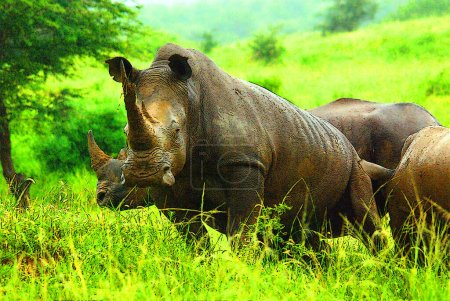 Rinocerontes en Sudáfrica. El rinoceronte blanco o rinoceronte de labio cuadrado es la especie de rinoceronte más grande existente 