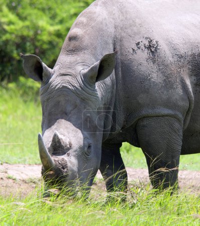 Rhinoceros in South Africa. The white rhinoceros or square-lipped rhinoceros is the largest extant species of rhinoceros 