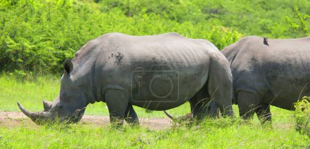 Rhinoceroses in South Africa. The white rhinoceros or square-lipped rhinoceros is the largest extant species of rhinoceros 