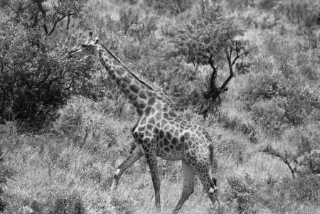 Giraffe (Giraffa camelopardalis) ist ein afrikanisches Huftier, das größte aller existierenden landlebenden Tierarten und der größte Wiederkäuer.