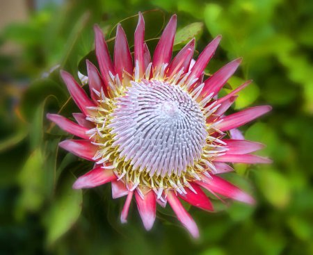Téléchargez les photos : Protea cynaroides le roi protea pot de miel géant protea ou le roi sucrier un arbuste boisé de la zone de pluie d'hiver de la province du Cap occidental de l'Afrique du Sud. - en image libre de droit