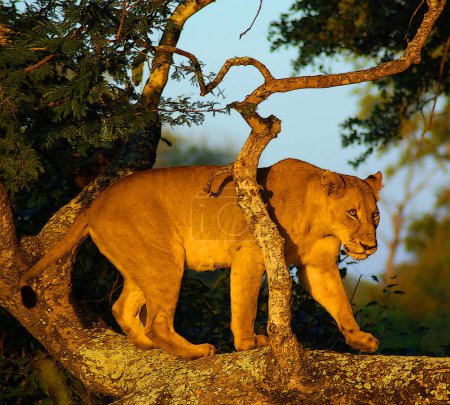 Téléchargez les photos : Lionne dans Kruger park, Afrique du Sud - en image libre de droit