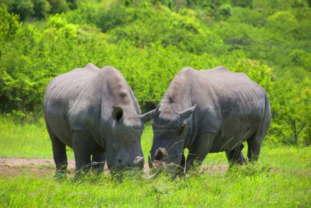 Rhinocéros en Afrique du Sud. Le rhinocéros blanc ou rhinocéros à lèvres carrées est la plus grande espèce existante de rhinocéros 