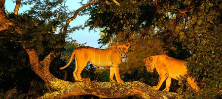 Foto de Lion es uno de los cuatro grandes felinos del género Panthera, y miembro de la familia Felidae. Con algunos machos que superan los 250 kg (550 lb) de peso, es el segundo gato vivo después del tigre. - Imagen libre de derechos