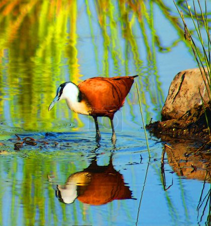 African jacana (Actophilornis africanus) is a wader in the family Jacanidae. It has long toes and long claws that enables it to walk on floating vegetation in shallow lakes, its preferred habitat.