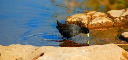 Photo for The black crake (Zapornia flavirostra) is a waterbird in the rail and crake family, Rallidae. It breeds in most of sub-Saharan Africa except in very arid areas. - Royalty Free Image