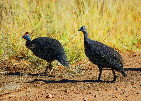 Kruger National Park. Illustration of the Cape Spurfowl is common to abundant Cape endemic. A Large, dark francolin, only the underpart is prominently streaked white.