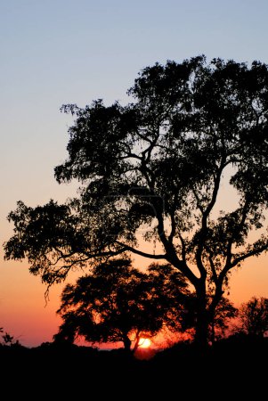 Téléchargez les photos : Coucher de soleil au parc Kruger L'Afrique du Sud est l'une des plus grandes réserves de gibier en Afrique. - en image libre de droit