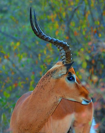 Photo for Kruger park South Africa, Impala (Aepyceros melampus) is a medium-sized antelope found in eastern and southern Africa. - Royalty Free Image