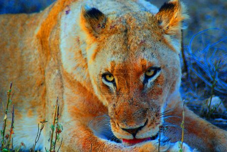 Photo for Lioness in Kruger park, South Africa - Royalty Free Image