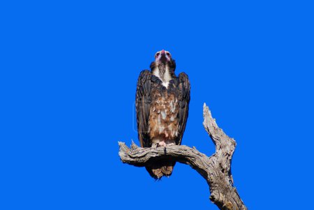 Foto de Buitre sentado en un árbol muerto contra el cielo azul - Imagen libre de derechos