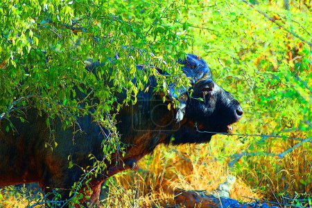 Téléchargez les photos : Buffalo à Kruger en Afrique du Sud Que plus de chasseurs de gros gibier ont été tués par le buffle africain que par tout autre animal. - en image libre de droit