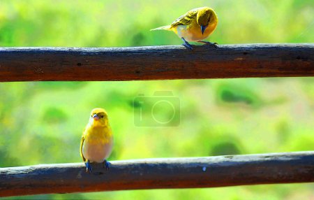 Foto de La ilustración canaria amarilla sudafricana (Serious flaviventris) es una pequeña ave paseriforme de la familia de los pinzones.. - Imagen libre de derechos