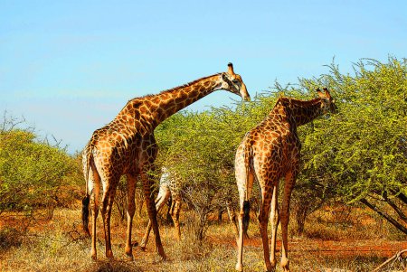 Téléchargez les photos : Girafes, Giraffa camelopardalis. Mammifère ongulé à doigts pairs africain, le plus grand de toutes les espèces animales terrestres existantes, et le plus grand ruminant - en image libre de droit