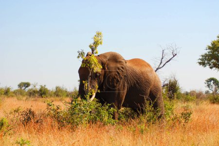 Photo for Kruger park South Africa: African elephant, bush elephant, is the largest living terrestrial animal - Royalty Free Image