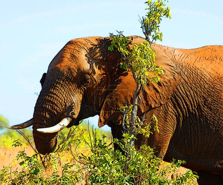 Téléchargez les photos : Parc Kruger Afrique du Sud : L'éléphant d'Afrique, l'éléphant de brousse, est le plus grand animal terrestre vivant - en image libre de droit