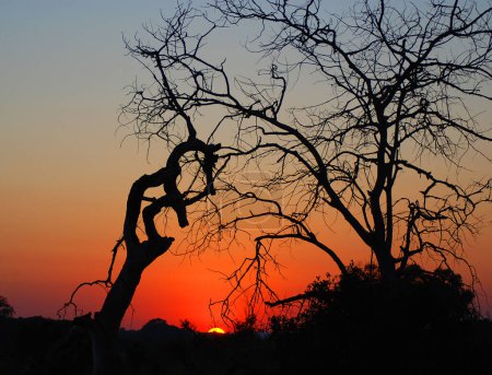 Foto de Puesta de sol en el parque Kruger Sudáfrica es una de las mayores reservas de caza en África. - Imagen libre de derechos